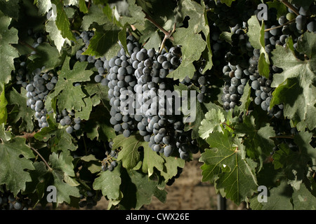 Immagine: Steve Race - Merlot maturazione uve da vino in Catalunya, Spagna. Foto Stock