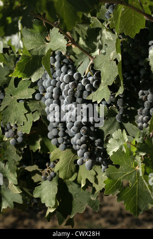 Immagine: Steve Race - Merlot maturazione uve da vino in Catalunya, Spagna. Foto Stock