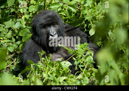 Gorilla di Montagna (Gorilla beringei beringei), il Parco nazionale di Virunga, Repubblica Democratica del Congo Foto Stock