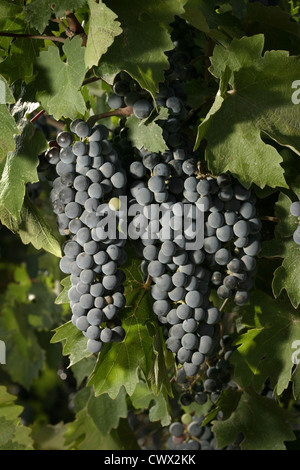 Immagine: Steve Race - Merlot maturazione uve da vino in Catalunya, Spagna. Foto Stock