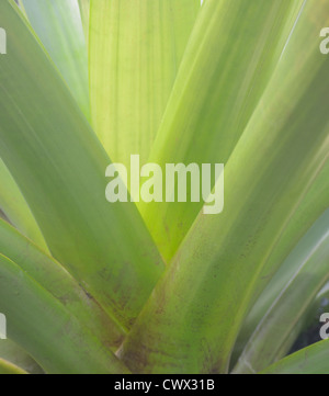 Fotografia di close-up di Aloe Vera, pianta che mostra l'area in prossimità della base. Foto Stock