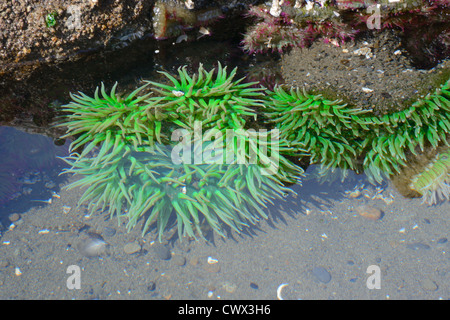 Verde mare (anemone Anthopleura xanthogrammica) in una poco profonda piscina di marea. Foto Stock