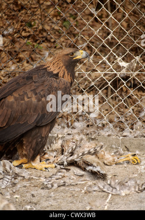 Aquila d'oro Foto Stock