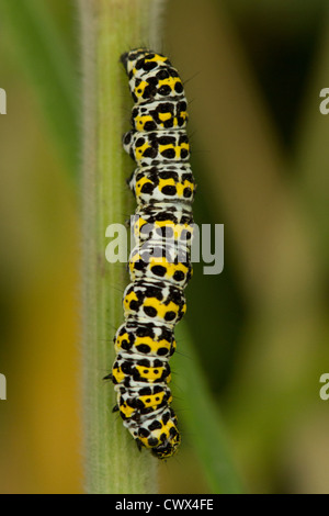 Mullein moth caterpillar (Shargacucullia verbasci) sul gambo di erba, Carbis Bay, Cornwall, Regno Unito Foto Stock