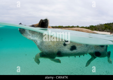 Un suino selvatico nuota nelle acque cristalline delle Bahamas a Staniel Cay per salutare una barca piena di turisti. Foto Stock