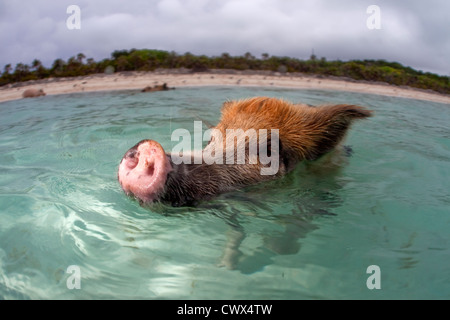 Un maiale selvatico nuota fino ad una barca piena di turisti a Staniel Cay nelle Bahamas. Foto Stock