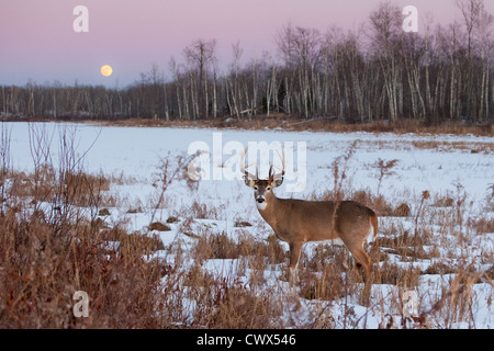 White-tailed deer in inverno Foto Stock