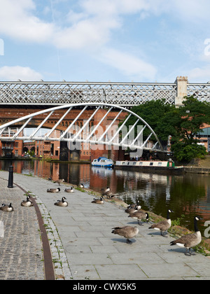 I commercianti ponte su Bridgewater Canal con oche in Castlefield Manchester REGNO UNITO Foto Stock