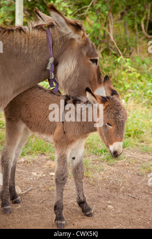 Donkey madre e puledro Foto Stock