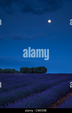 Luna piena su campo di lavanda vicino Valensole, Provenza Francia Foto Stock