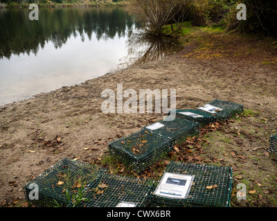 Cassette nido di protezione Siti di Western dipinto di Tartarughe a Stowell Lago, Salt Spring Island, isole del golfo, British Columbia, può Foto Stock