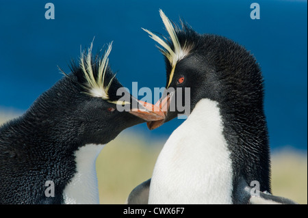 Pinguino saltaroccia (Eudyptes chrysocome) Coppia di corteggiamento, Isole Falkland Foto Stock