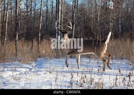 White-tailed deer in inverno Foto Stock