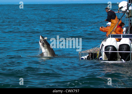 Il brivido della gabbia di squalo immersioni subacquee al largo delle coste del Sud Africa, Gansbaii, nei pressi di Città del Capo Foto Stock