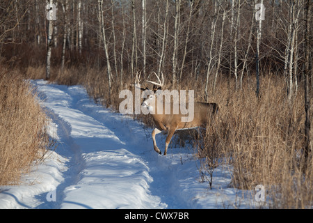 White-tailed deer in inverno Foto Stock