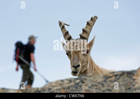 Un Bouquetin sul massiccio del Monte Bianco Foto Stock