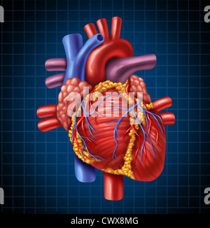 Cuore umano anatomia di un corpo sano su un blu e nero sfondo grafico come un medico di cure sanitarie simbolo di un interno organo cardiovascolare. Foto Stock