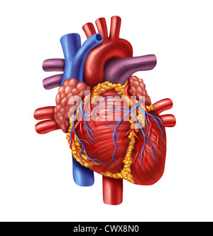 Cuore umano anatomia di un corpo sano isolato su uno sfondo bianco come un medico di cure sanitarie simbolo di un cardiovascolari interna Foto Stock