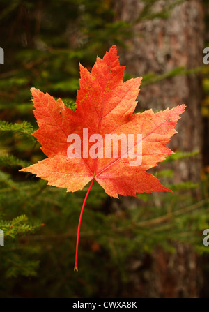 Arancione rossastro autunno maple leaf in una regione del nord della Foresta del Minnesota. Foto Stock