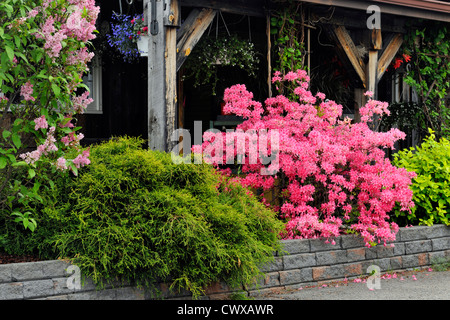 Northern Lights azalea in fiore, maggiore Sudbury, Ontario, Canada Foto Stock