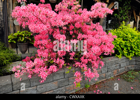 Northern Lights azalea in fiore, maggiore Sudbury, Ontario, Canada Foto Stock