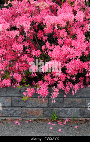 Northern Lights azalea in fiore, maggiore Sudbury, Ontario, Canada Foto Stock