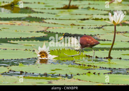 Nord, Jacana Jacana spinosa, lago Izabal (Lago de Izabal), Guatemala. Foto Stock