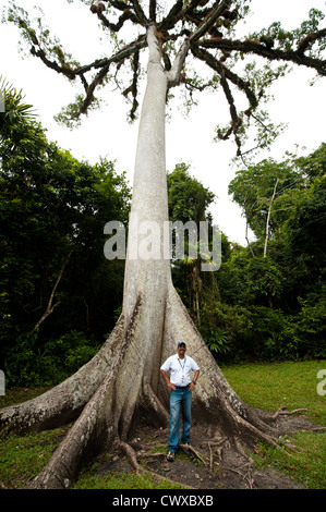 L'uomo gigante e la ceiba tree Parco Nazionale di Tikal, Parque Nacional Tikal, Sito Patrimonio Mondiale dell'UNESCO, il Guatemala, l'America centrale. Foto Stock