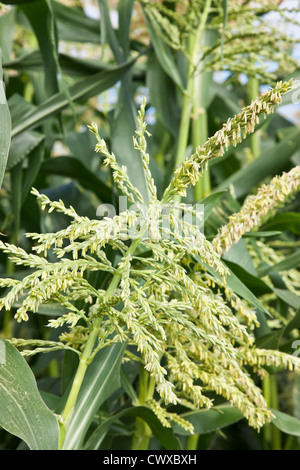 Nappine di mais, polline che producono fiori maschi, varietà Supersweet 'Samurai', 'Zea mays'. Foto Stock