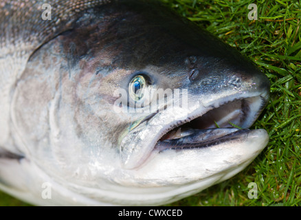 Appena pescato il salmone selvatico: Chinook: salmone King. Catturati su una filatrice, pesca sportiva. Foto Stock