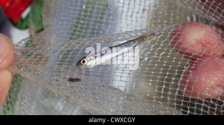 Avannotti di salmone : (salmonidi) Salmone Chinook: salmone King Foto Stock