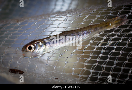 Avannotti di salmone : (salmonidi) Salmone Chinook: salmone King Foto Stock