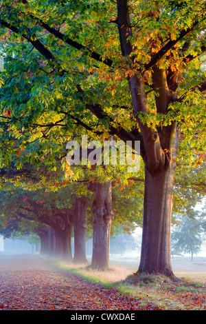 Una linea di alberi autunnali a Windsor Great Park in Berkshire. Foto Stock