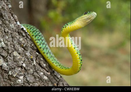 Avvistato bush snake, Philothamnus semivariegatus, Akagera National Park, Ruanda Foto Stock