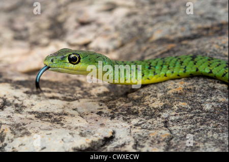 Avvistato bush snake, Philothamnus semivariegatus, Akagera National Park, Ruanda Foto Stock