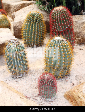 Cactus in Nong Nooch Tropicale Giardino Botanico, Pattaya, Thailandia Foto Stock