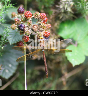 Un maschio marrone Hawker Dragonfly (Aeshna grandis) arroccato su una boccola di Blackberry Foto Stock