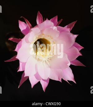 Echinopsis spachiana fiore di cactus. Foto Stock