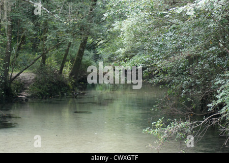 Aqua acqua boschi della foresta paesaggio Foto Stock