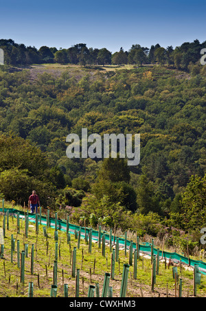 La posizione del vecchio A3 Londra a Portsmouth Road a Hindhead, poco tempo dopo essere ripiantati con alberi. Settembre 2012. Foto Stock