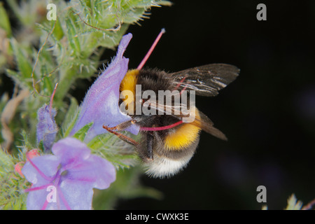 Terra di grandi dimensioni bumblebee (Bombus terrestris) su un fiore Foto Stock