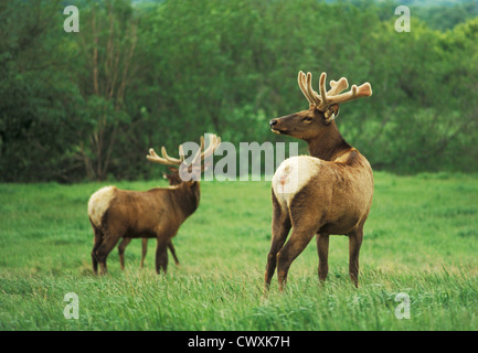 Elk con corna di cervo in velluto a Kreycik Riverview Elk e Buffalo Ranch vicino Niobrara, Nebraska. Foto Stock