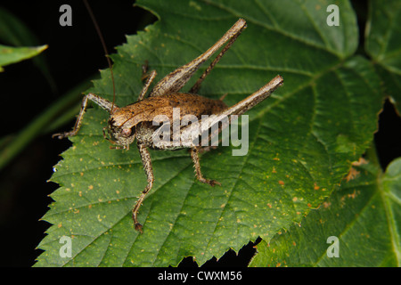 Dark bush-cricket (Pholidoptera griseoaptera) - Maschio su una foglia Foto Stock