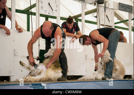 La tosatura delle pecore di concorrenza a Kington Show, Herefordshire, UK. Primo uomo al taglio 10 pecore vince. Foto Stock