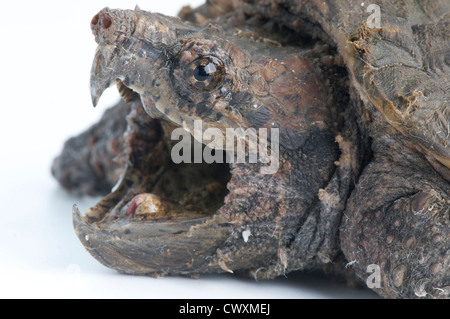 Snapping alligatore tartaruga / Macrochelys temminckii Foto Stock