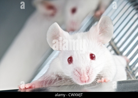 Mus musculus, topi di laboratorio, Paesi Bassi Foto Stock