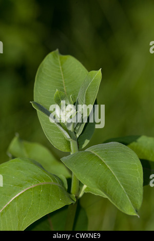 Milkweed comune Foto Stock