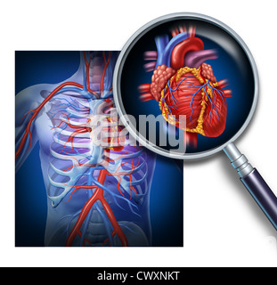 Anatomia del cuore umano sano.