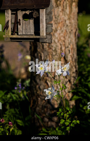 Columbine Colorado, pino rosso e un uccello decorativo house Foto Stock