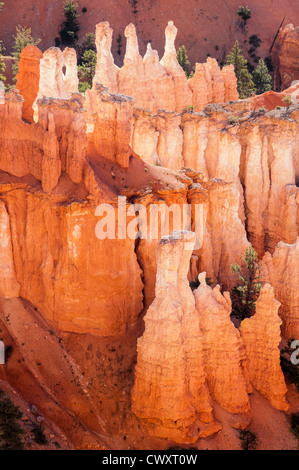 La luce del mattino sul hoodoos da Rim Trail tra il tramonto e l'Alba punti, Parco Nazionale di Bryce Canyon, Utah. Foto Stock